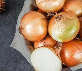 양파 수확시기_12