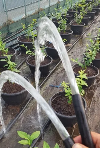 비료 주는 시기 기비 추비 요소 인산 가리 엽면시비_27