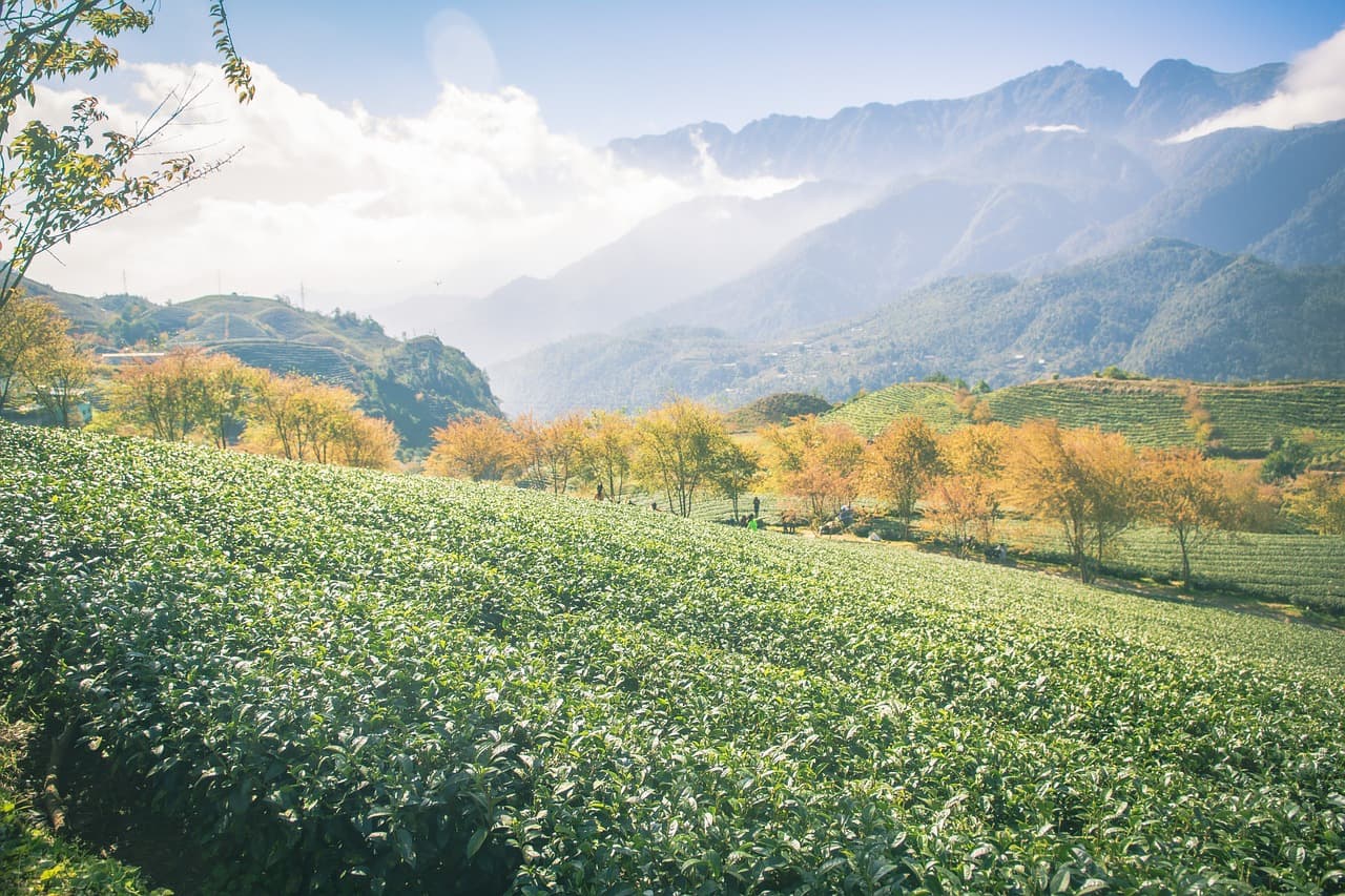히비스커스차 카페인없는 차