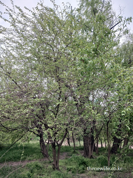 여의도 샛강생태공원에서 촬영한 자연 상태의 뽕나무 전경 – 뽕잎 효능 탐방기와 연결된 실사 이미지