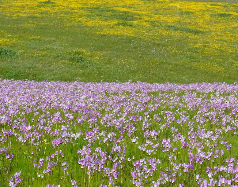 피나클랜드 튤립수선화축제