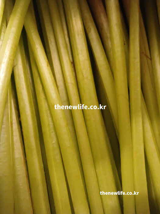 머위대 효능 뼈 건강 칼슘