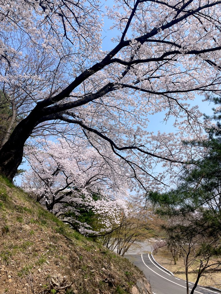 벚꽃
