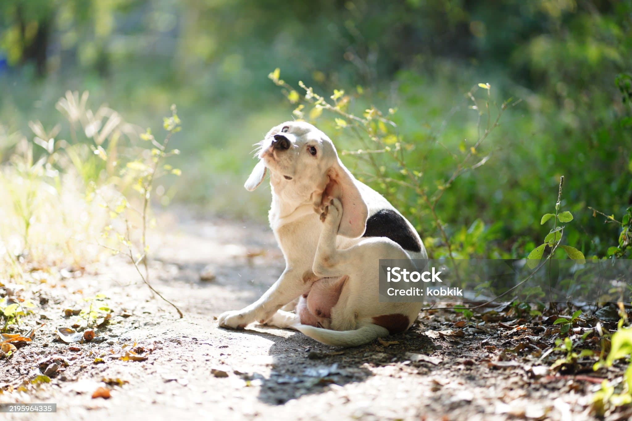 계속 귀가 가려운 이유&amp;#44; 정상일까요?