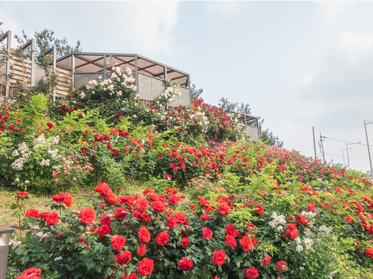 2023.서울 중랑구 장미축제.일정.주차.추천코스.맛집.2023안내.총정리