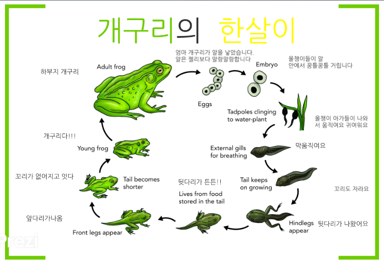 개구리 한살이