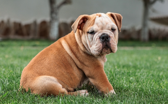 반려견과 함께하는 요가