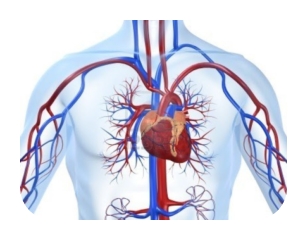 콜레스테롤 이미지