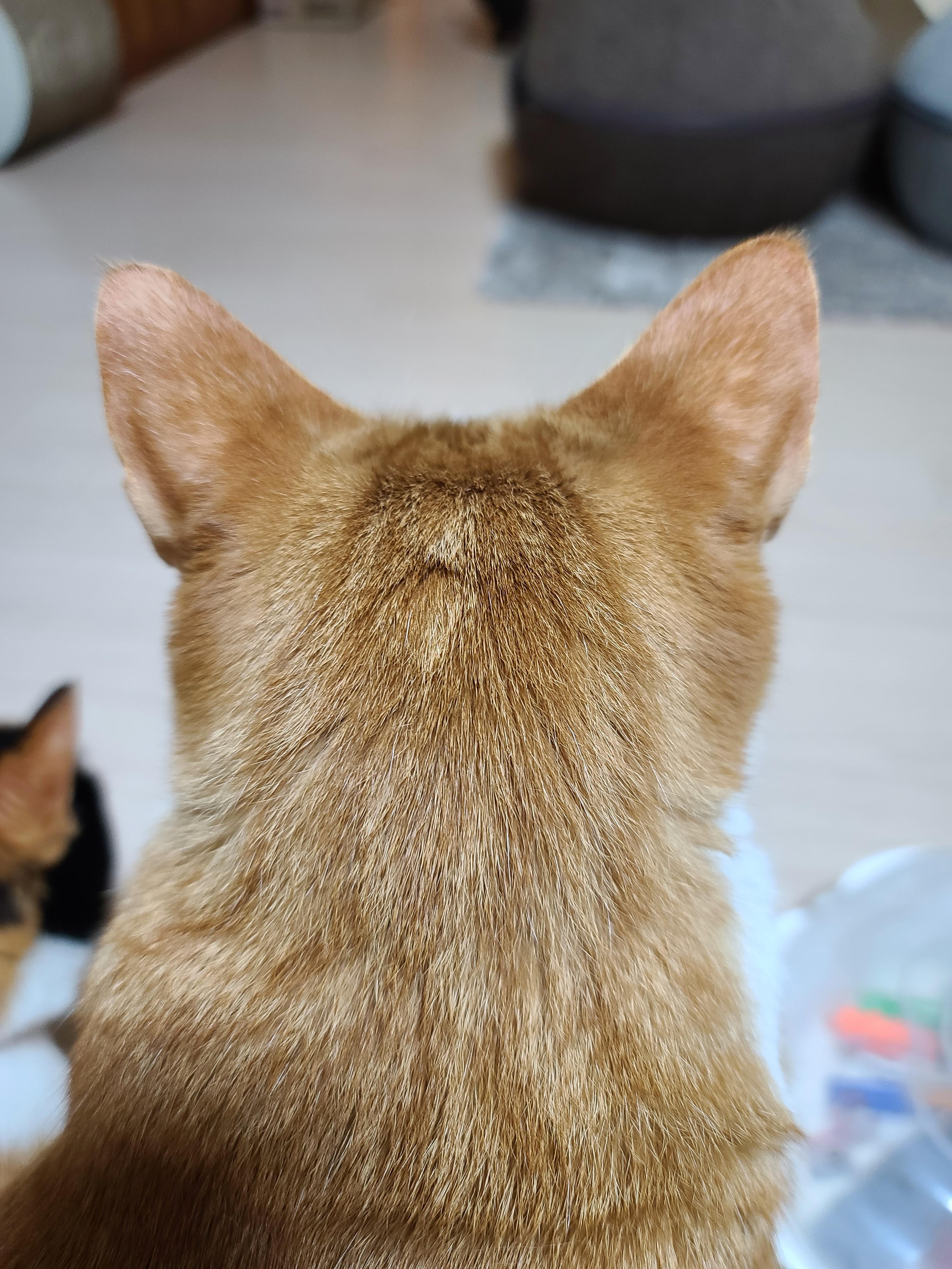 고양이들의 냥통수를 모아봤다. 치명적인 매력의 냥통수들.