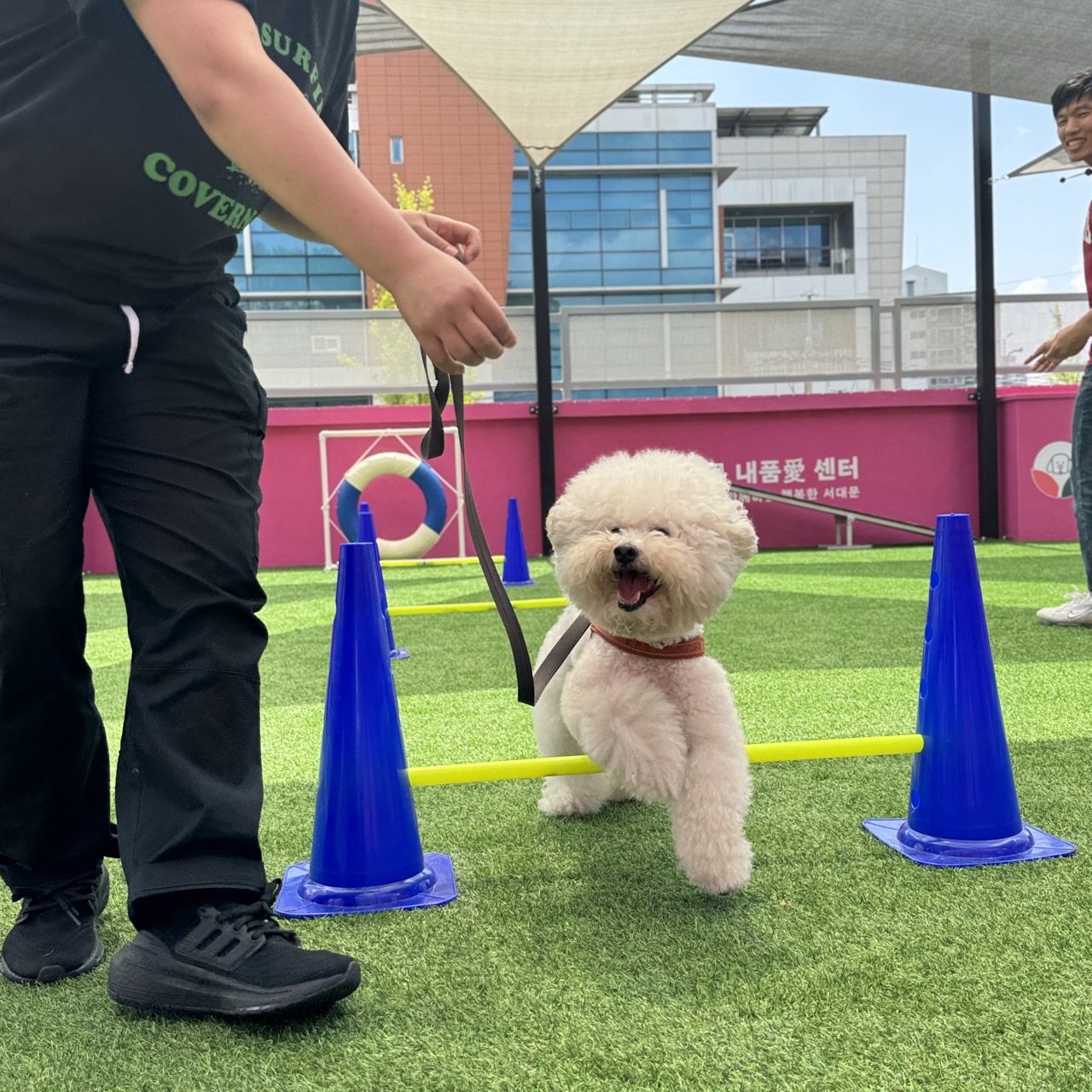 서대문구 내품애센터, 반려견 이사 돌봄 쉼터 운영 – 무료 신청 방법 및 이용 대상 총정리