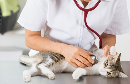 수의사와 고양이.