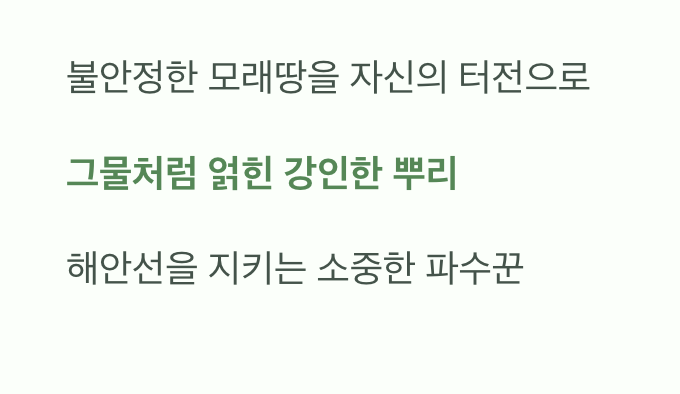 모래를 붙잡는 뿌리의 힘
