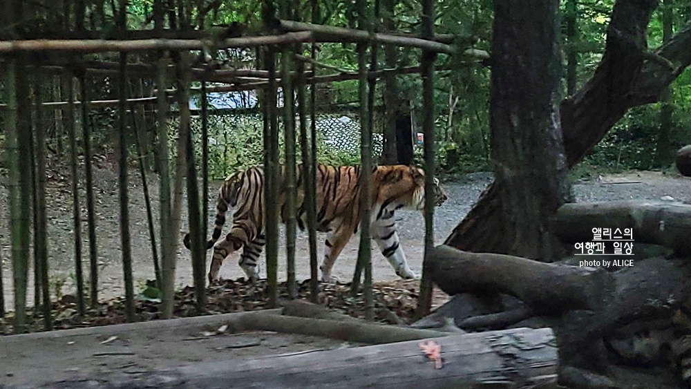 에버랜드 사파리 월드 꿀팁 (예약, 트램 좌석), 자유이용권 할인