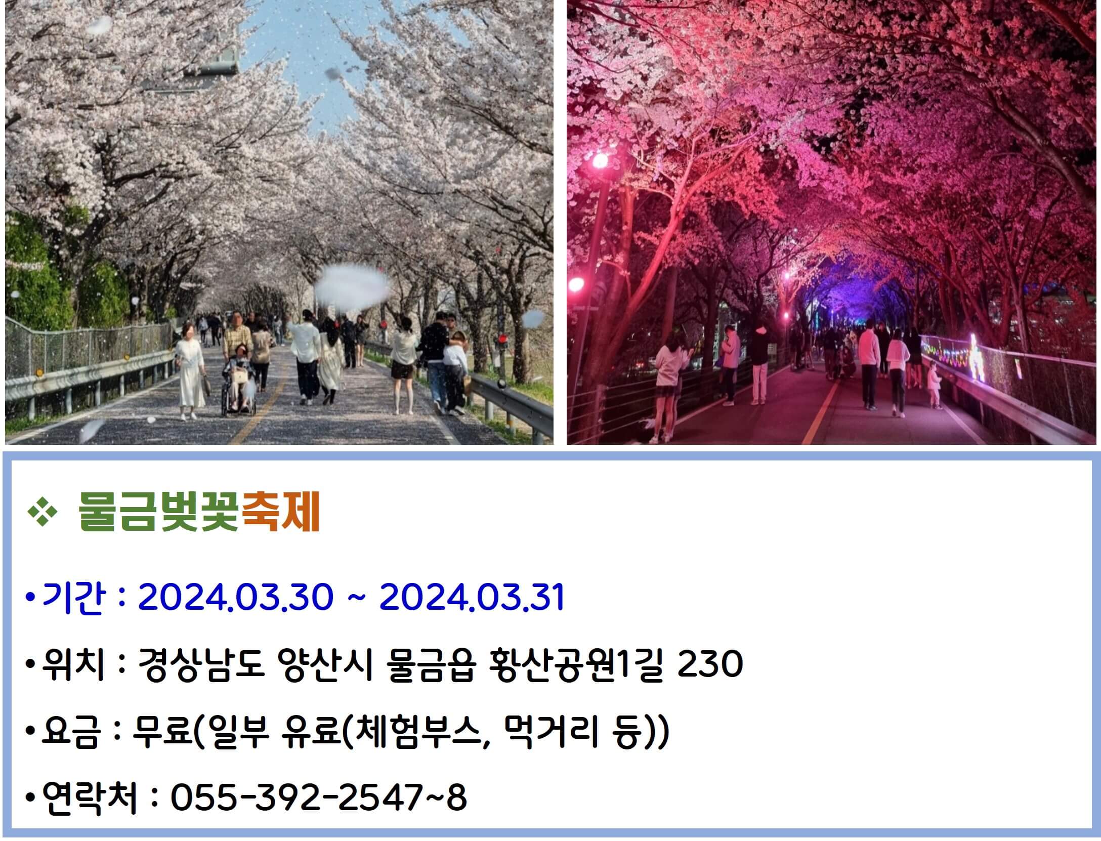 물금벚꽃축제