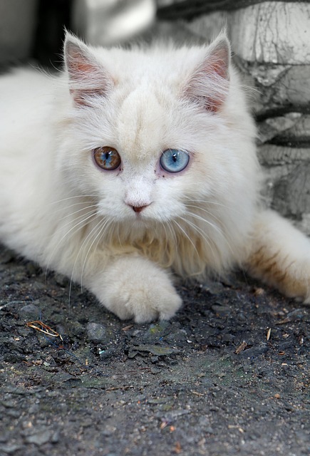 TNR이란? 길고양이 중성화와 집고양이의 차이