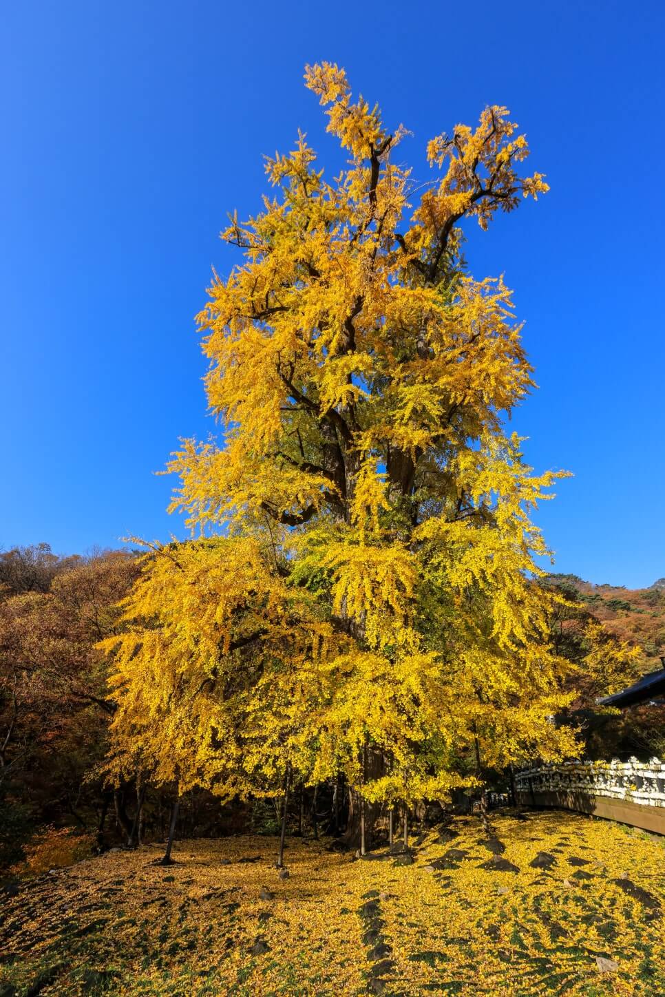 2025 경기도 단풍 트레킹 BEST 7 : 가을 하이킹 완벽 가이드_양평 용문산 계곡길 