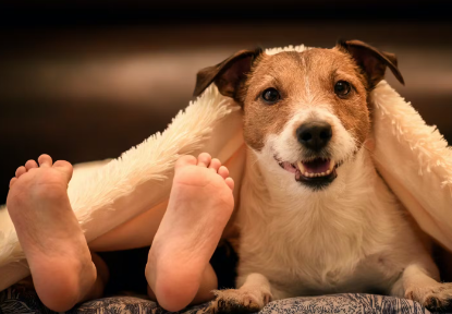 개가 주인의 발 밑