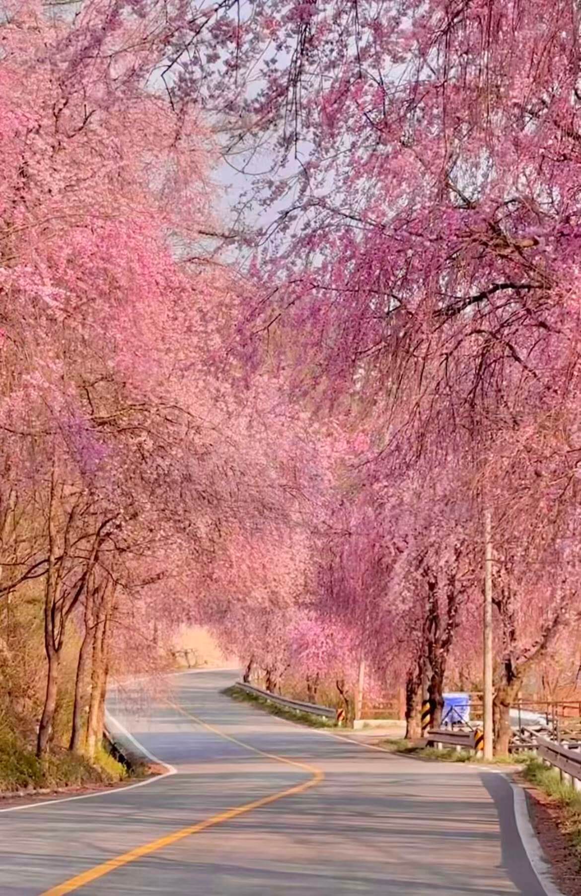 서울 벚꽃 지금 안 보면 끝🌸 2026 여의도&middot;석촌호수 개화시기 총정리 관련사진
