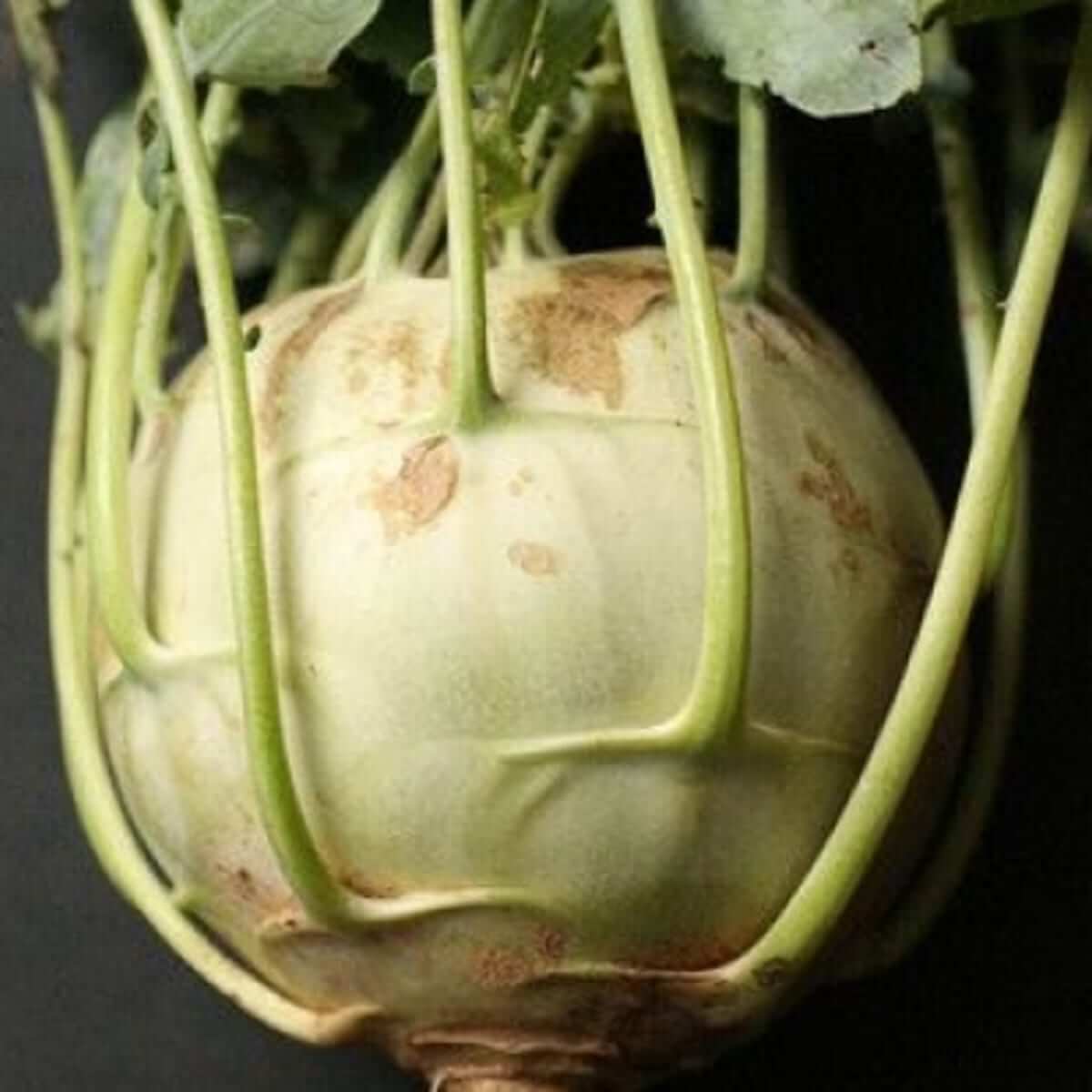 콜라비 효능 총정리