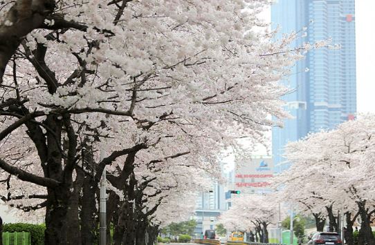  광안리 벚꽃 명소