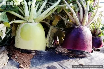 무우 효능 부작용 섭취 방법_25