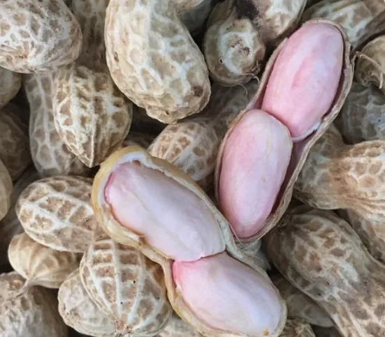 생땅콩 메인 이미지