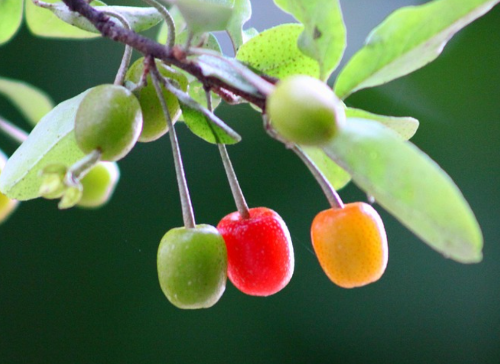 탈모! 예방 가능할까요? 보리밥나무의 탈모 예방 효과 탈모 샴푸 성분 보리밥나무 질의 · 응답