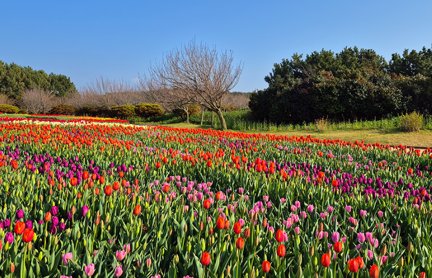 태안 튤립 축제 기간
