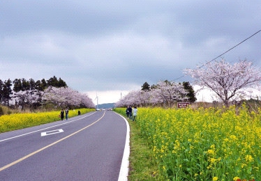 녹산로 드라이브
