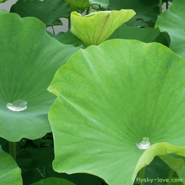 연잎차 만드는법