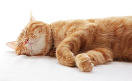 자고 있는 고양이.