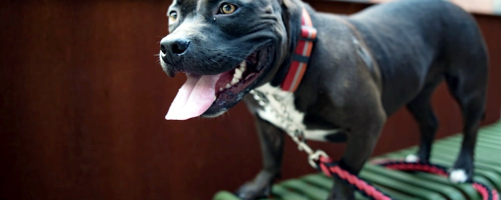 새끼 강아지 키우는법 20 이미지