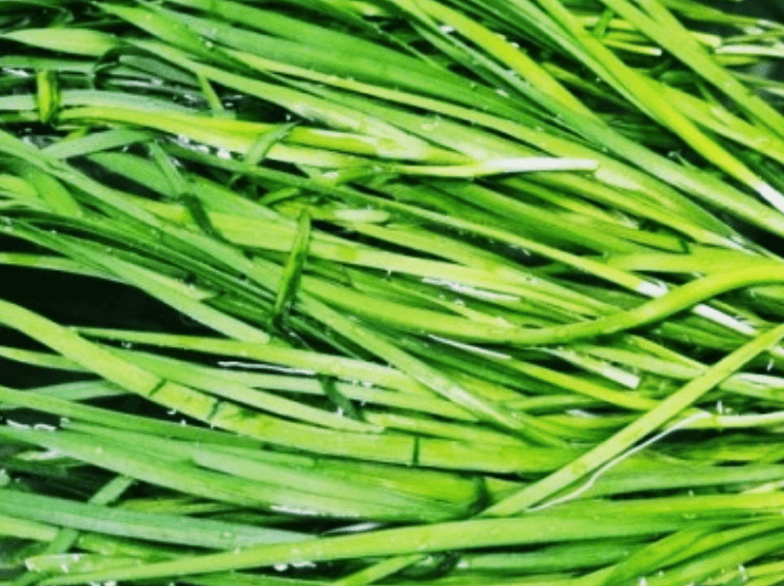 물에-씻겨진-부추