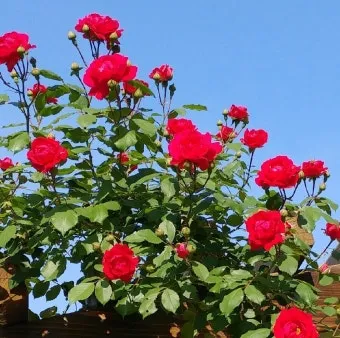 산길에서 만난 5월의 꽃 엉겅퀴 감나무꽃 고욤나무꽃 멍석딸기꽃 오디 뱀딸기 인동덩굴_19