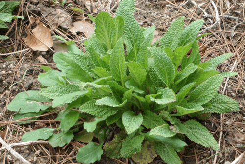 곰보배추 효능01