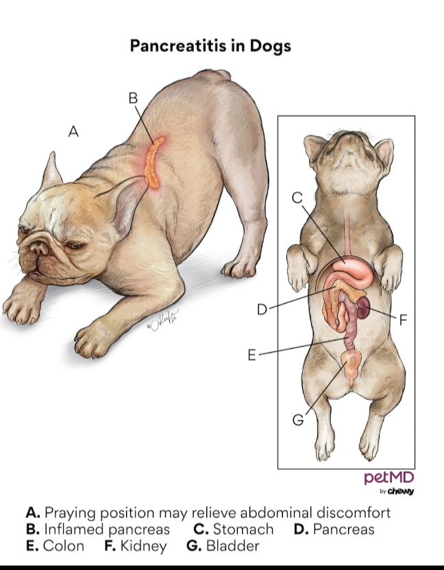 강아지 기침 원인 8가지 (기관허탈&middot;폐렴&middot;켄넬코프) 보호자가 꼭 알아야 할 호흡기 질환