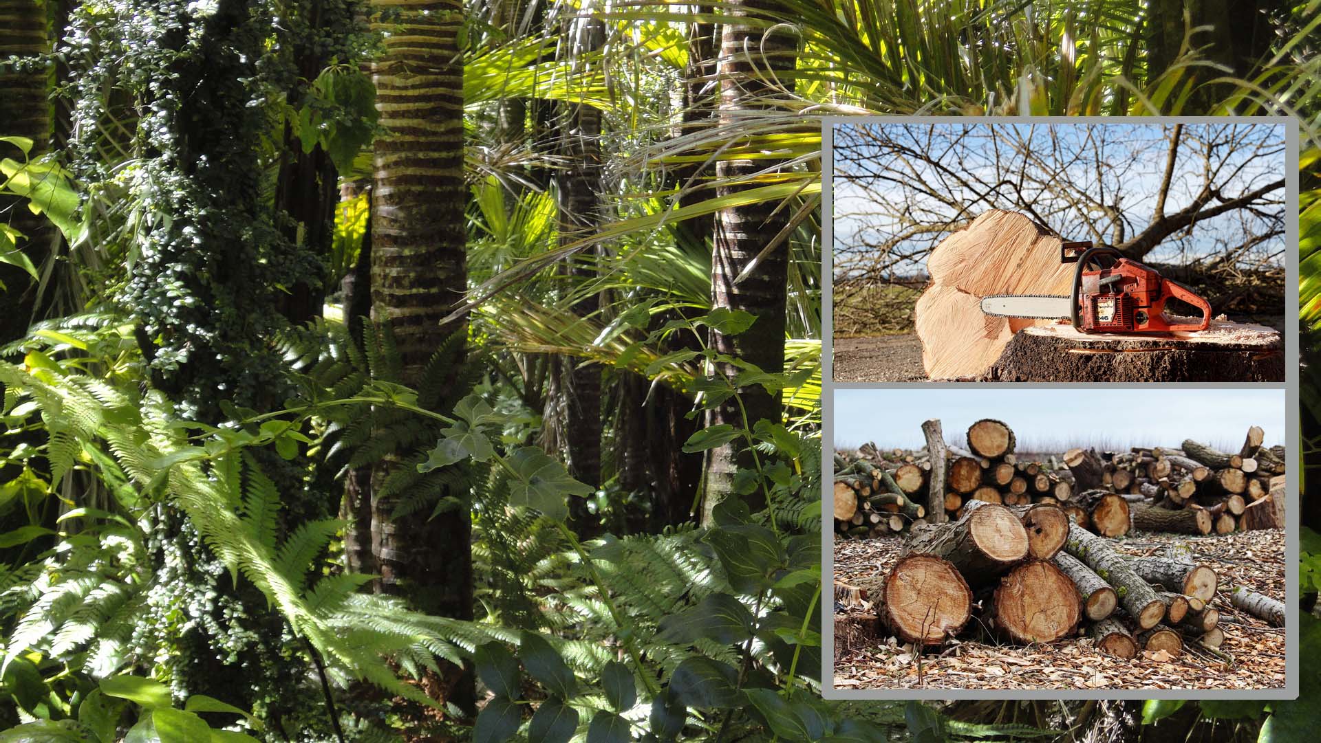 벌목으로 인해 사라지는 아마존 열대우림 사진