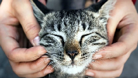 고양이 꿈해몽