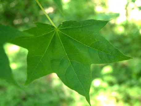 고로쇠나무 잎1