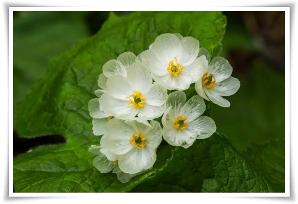 "산하엽" 비에 젖으면 투명해지는 숲 속의 보석 신기한 마법의 꽃!