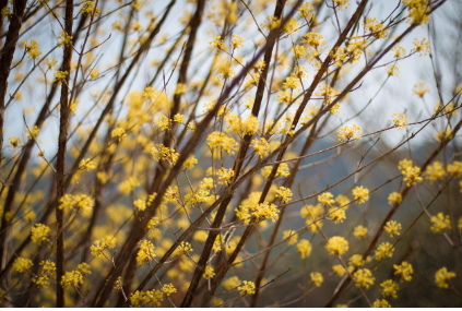 구례 산수유축제기간