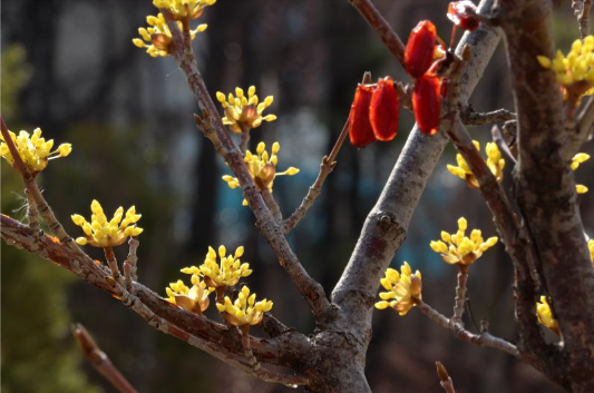 구례 산수유 꽃 축제