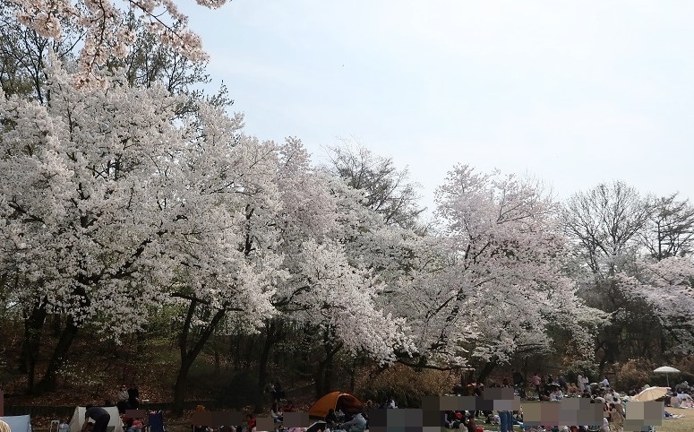 벚꽃