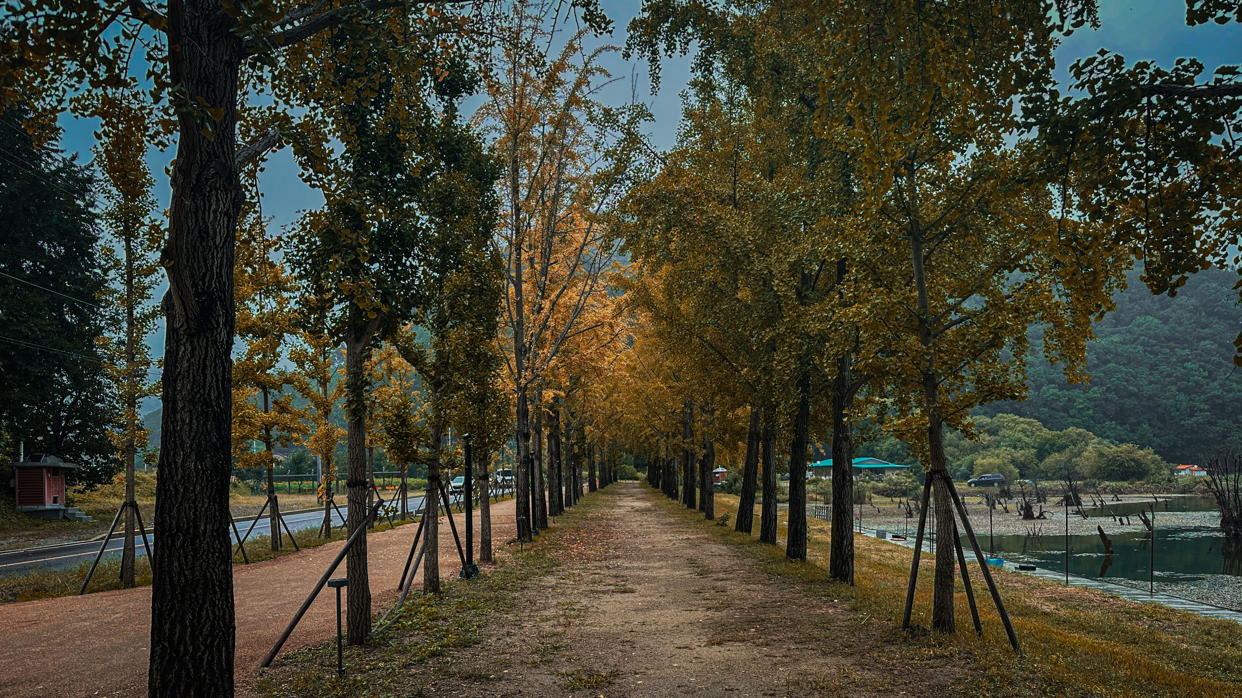문광저수지 은행 나무길