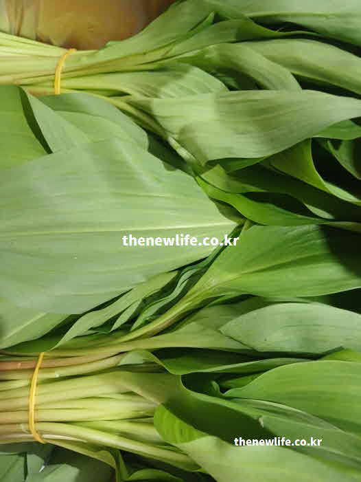 명이나물 효능 요리법 올리브유 잣