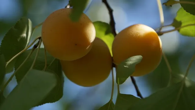 피카소