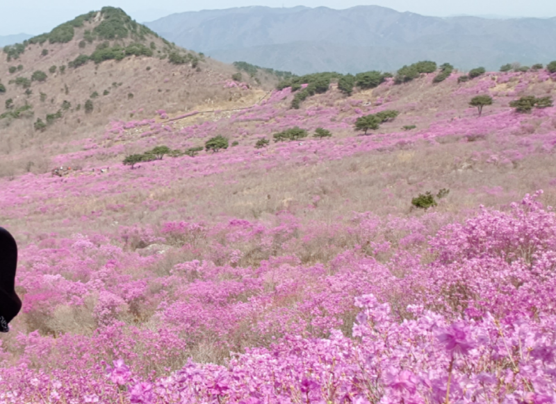 비슬산 등산코스
