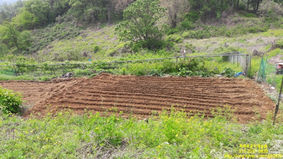 상추 파종 전 토양 준비