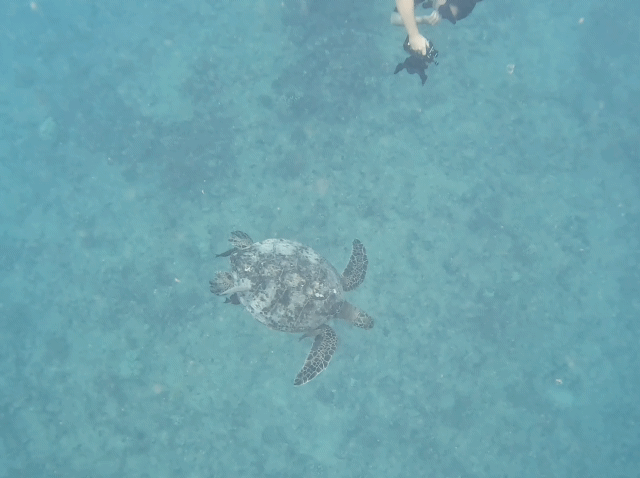 거북이스노쿨링바다속