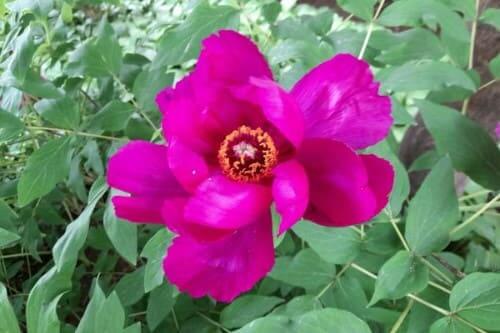 모란-목단-번식방법-접목시기-접붙이기-분주-포기나누기-씨뿌리기